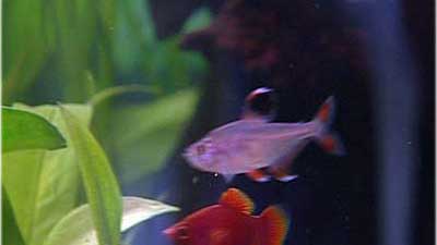 Fische