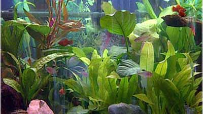 Fische