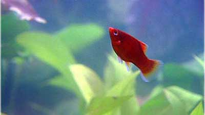 Fische
