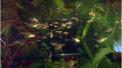 Fische