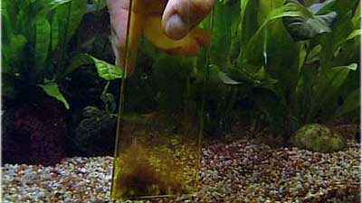 Fische