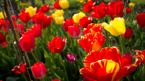 Tulpen fruehlingsdeko Blumengesteck