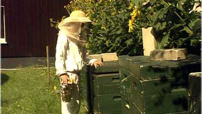 Insekten