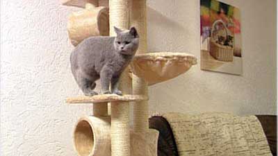 Katzen Katzen