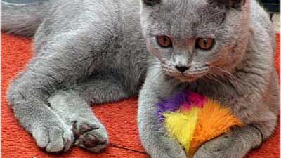 Katzen