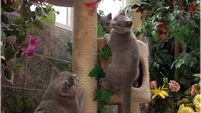 Katzen Katzen