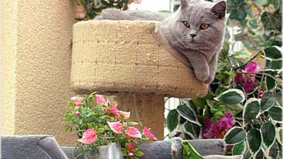 Katzen